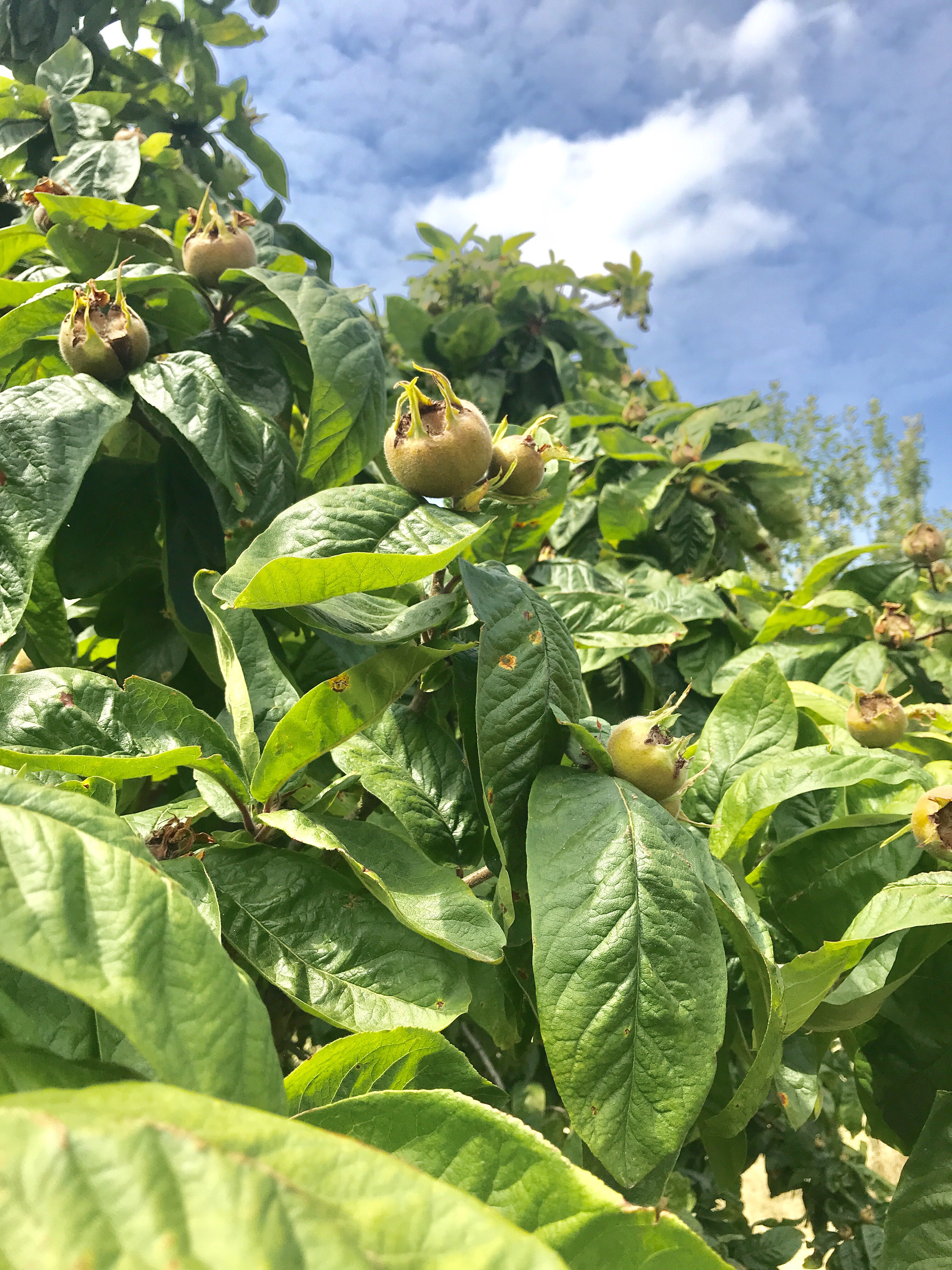 Marvellous Medlar tree – NATURE TABLE EXPLORER