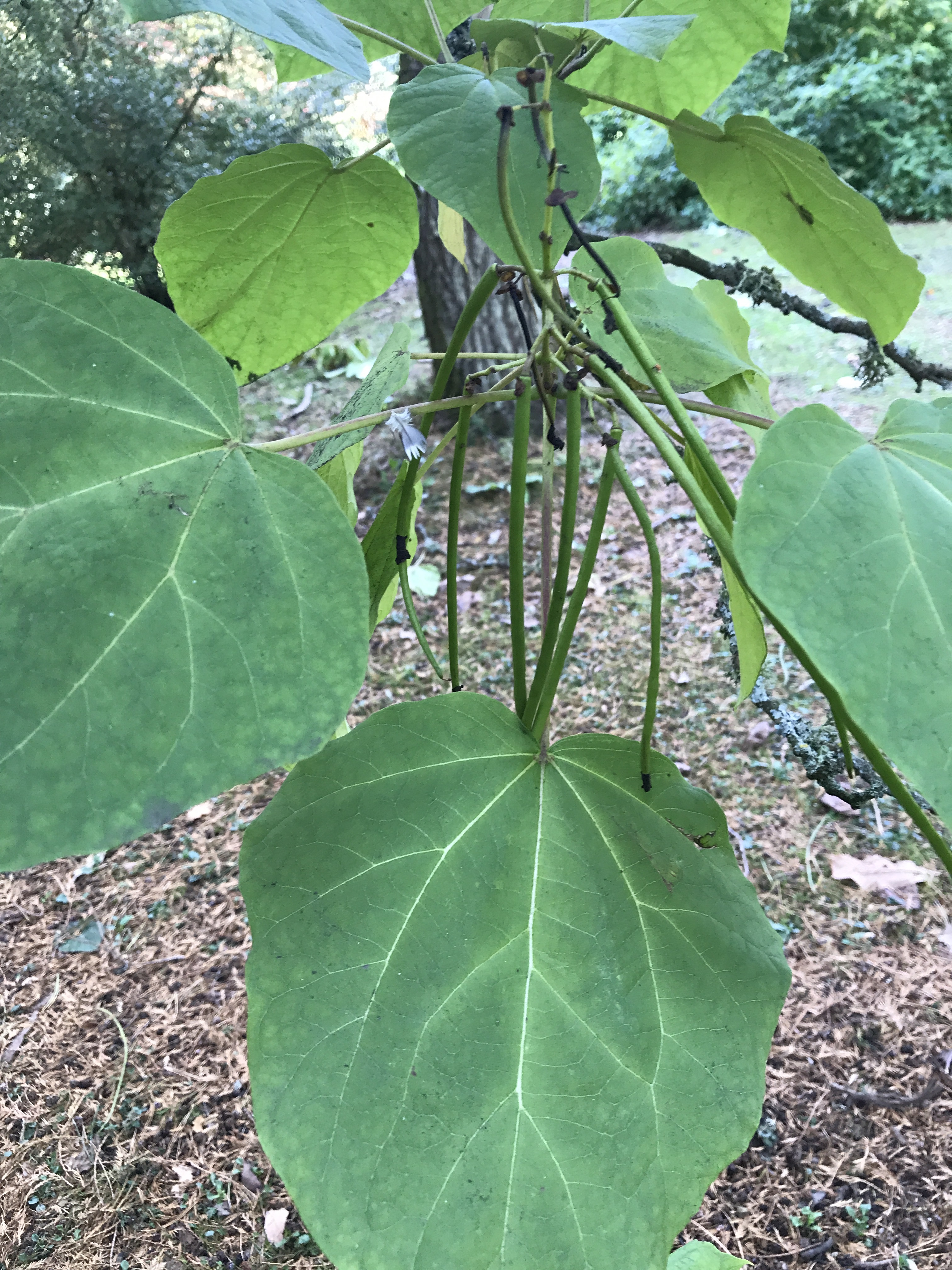 Cigar tree – NATURE TABLE EXPLORER