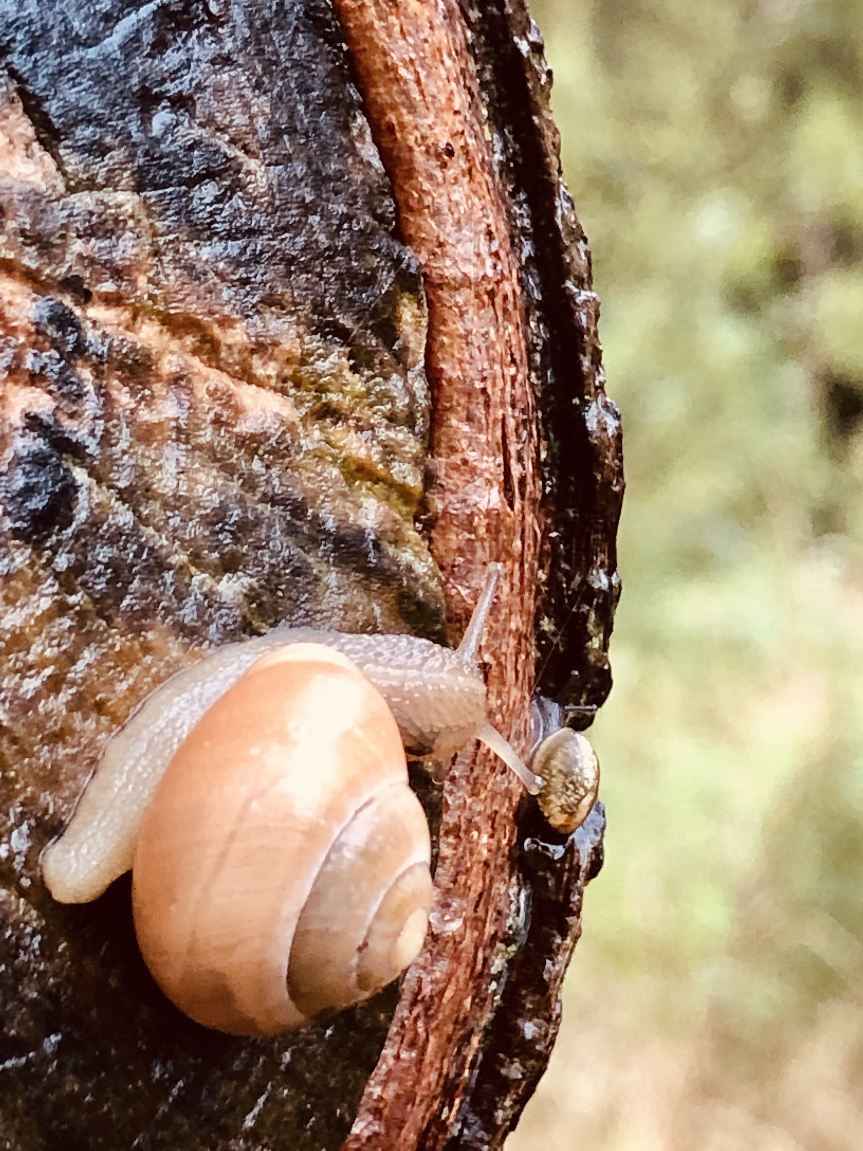 Snail Explorer Snail Safari – NATURE TABLE EXPLORER
